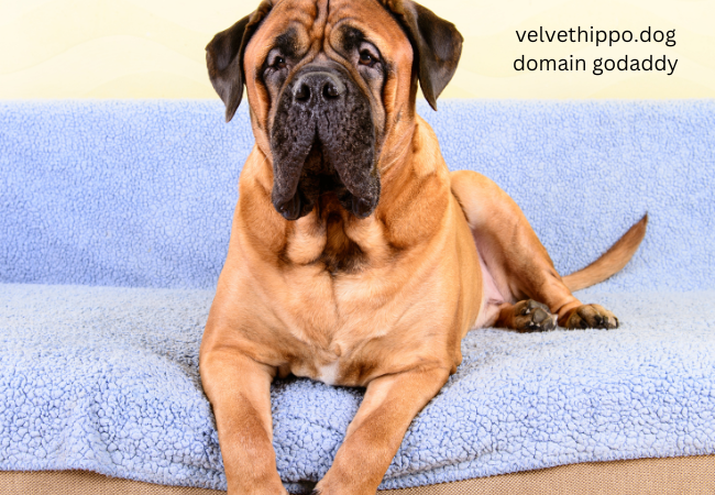 velvethippo.dog domain godaddy
