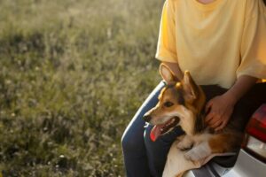 175 dogs saved from hoarder in gulfport ms. oct.2011