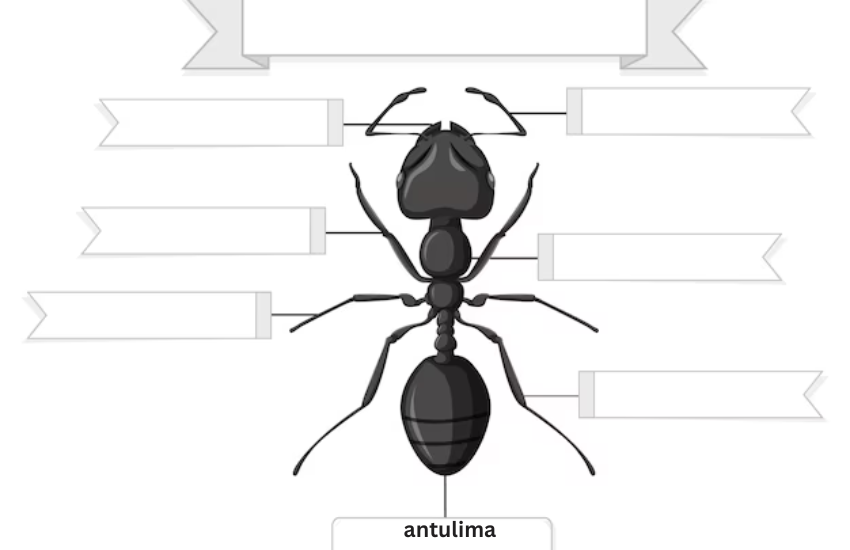 antulima
